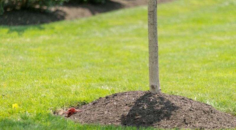 Support stressed trees without trying to manufacture brighter color