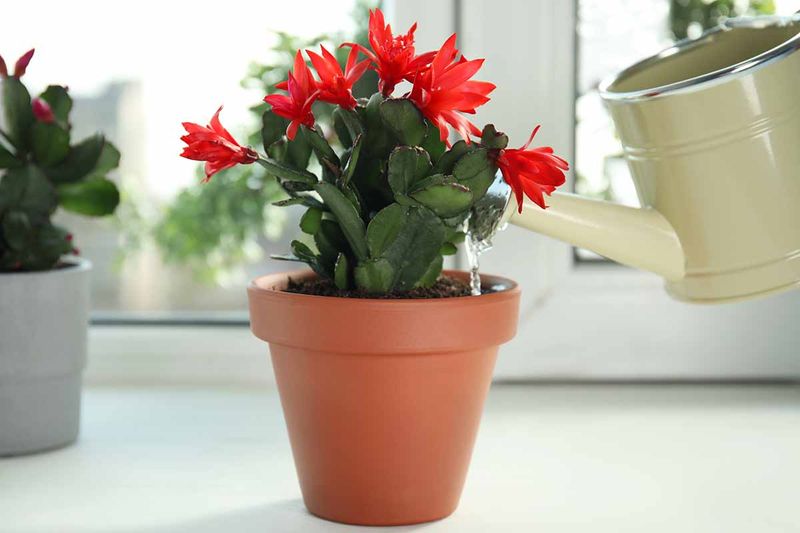 Support summer growth without overfertilizing