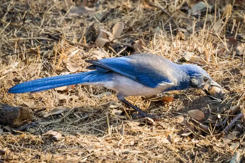 Support the Birds Without Expecting Them to Fix the Lawn Support the Birds Without Expecting Them to Fix the Lawn