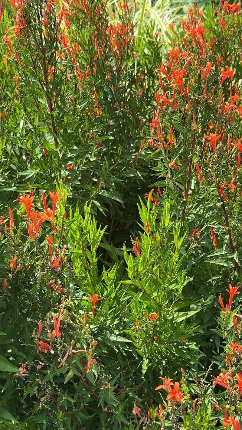 Support the birds with a living Texas yard