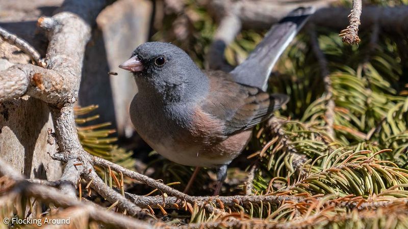 Support the birds without handing them the garden Support the birds without handing them the garden