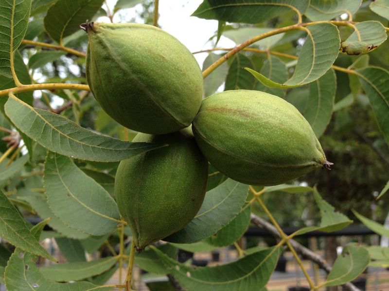 Support the nuts that can still finish