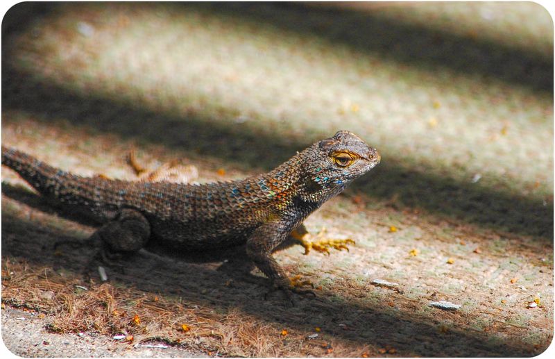 Support wildlife without counting on scorpions being eaten Support wildlife without counting on scorpions being eaten