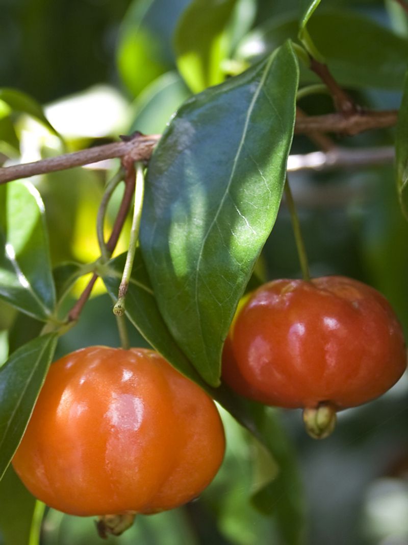 Surinam Cherry Surinam Cherry