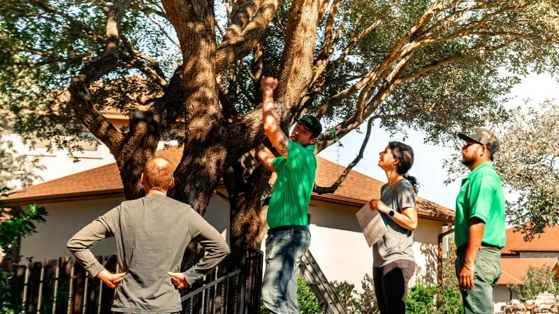 Suspected oak wilt warrants prompt professional assessment