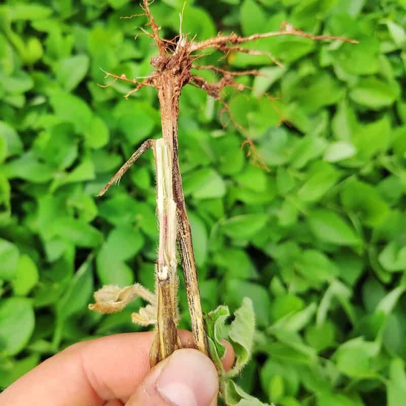 Suspected wilt changes the cleanup rule