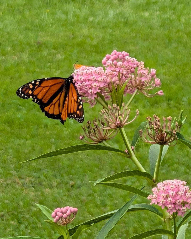 Swamp Milkweed