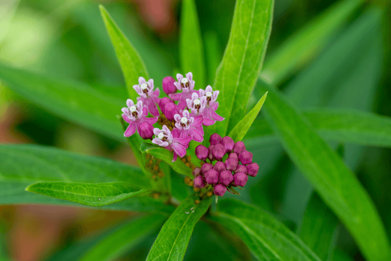 Swamp Milkweed