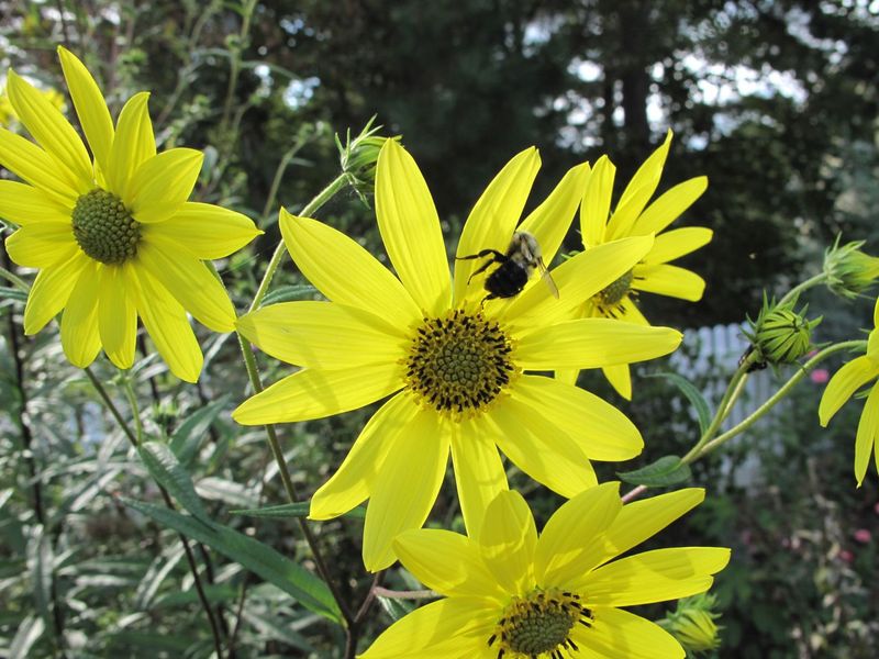 Swamp Sunflower
