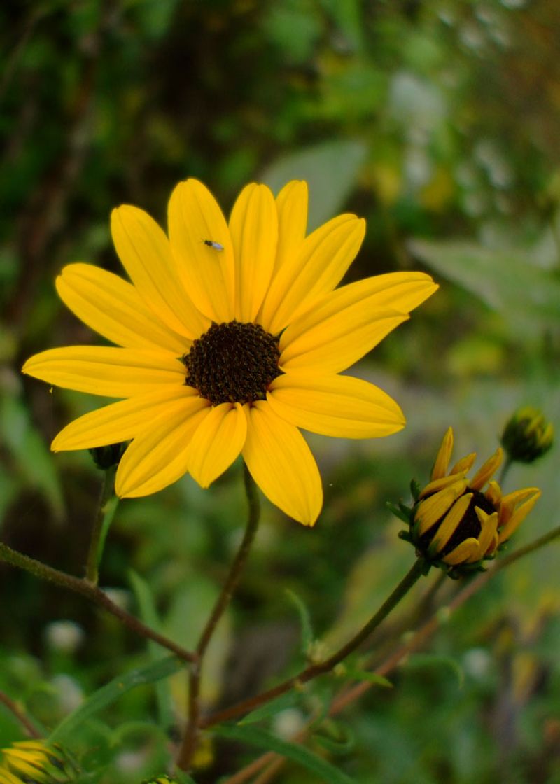 Swamp Sunflower