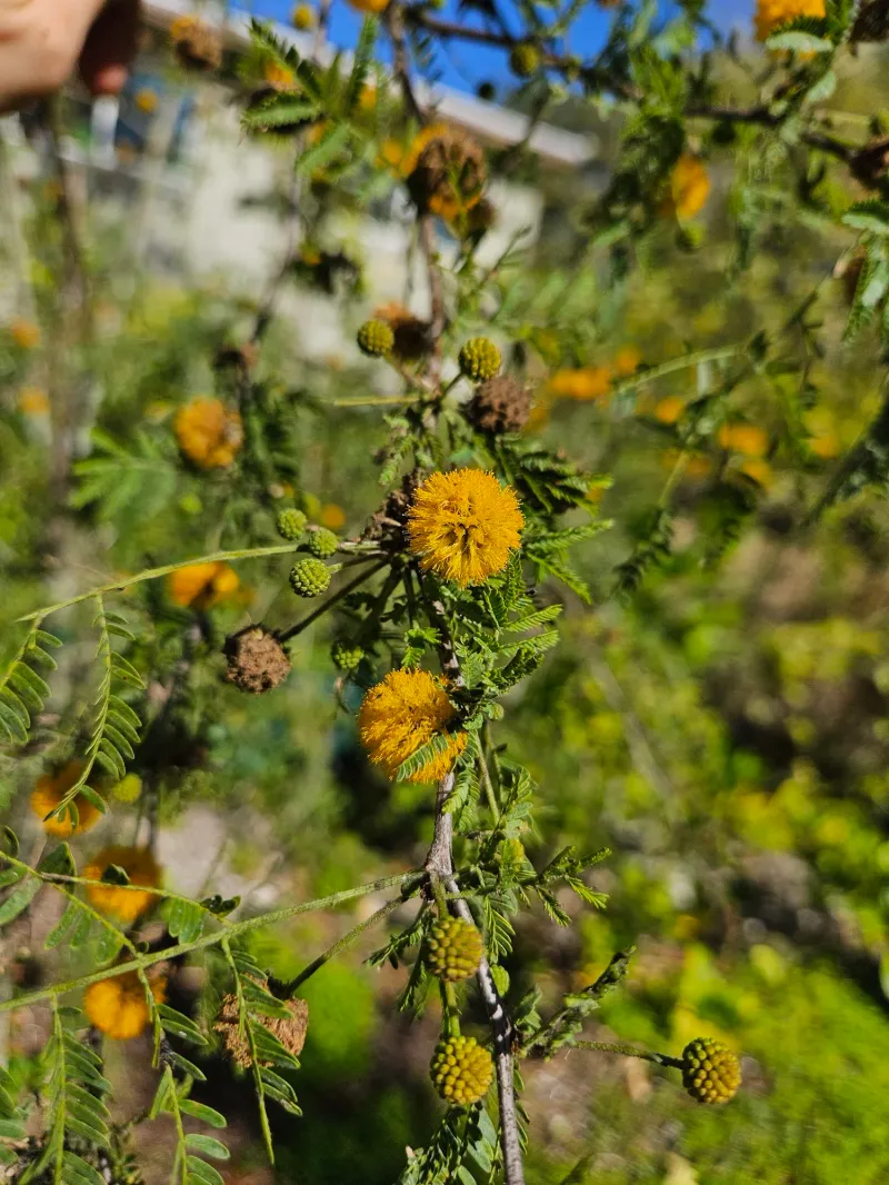 Sweet Acacia Sweet Acacia