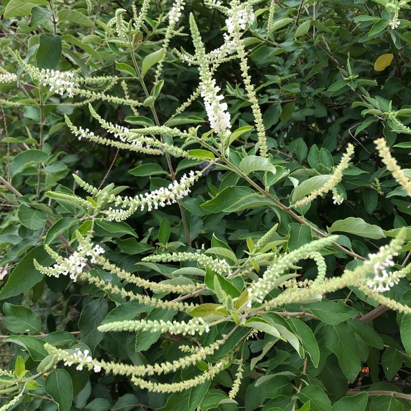 Sweet Almond Bush