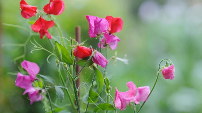 Sweet Pea