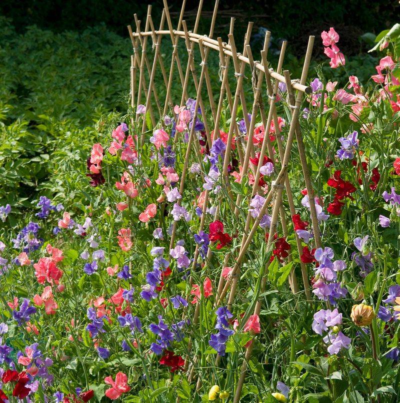 Sweet Peas Sweet Peas