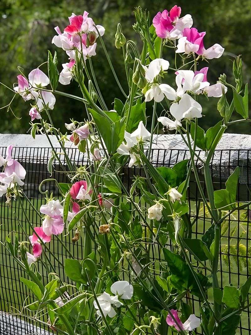Sweet Peas
