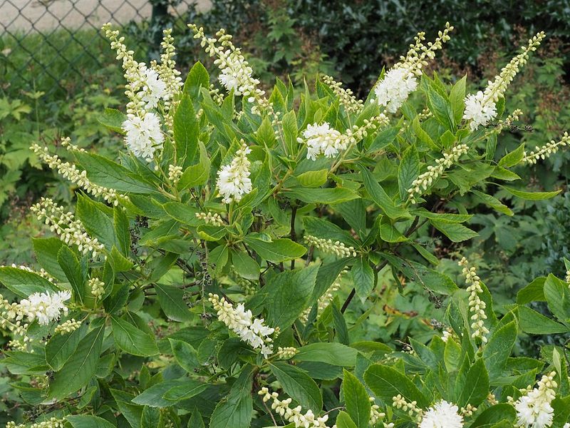 Sweet Pepperbush Sweet Pepperbush