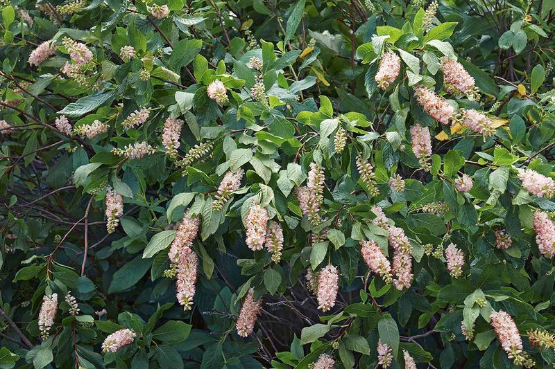 Sweet Pepperbush
