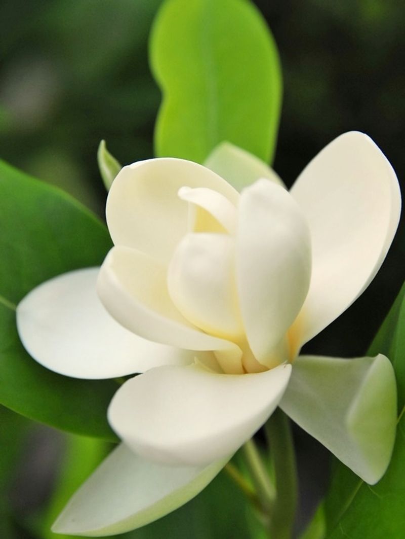 Sweetbay Magnolia