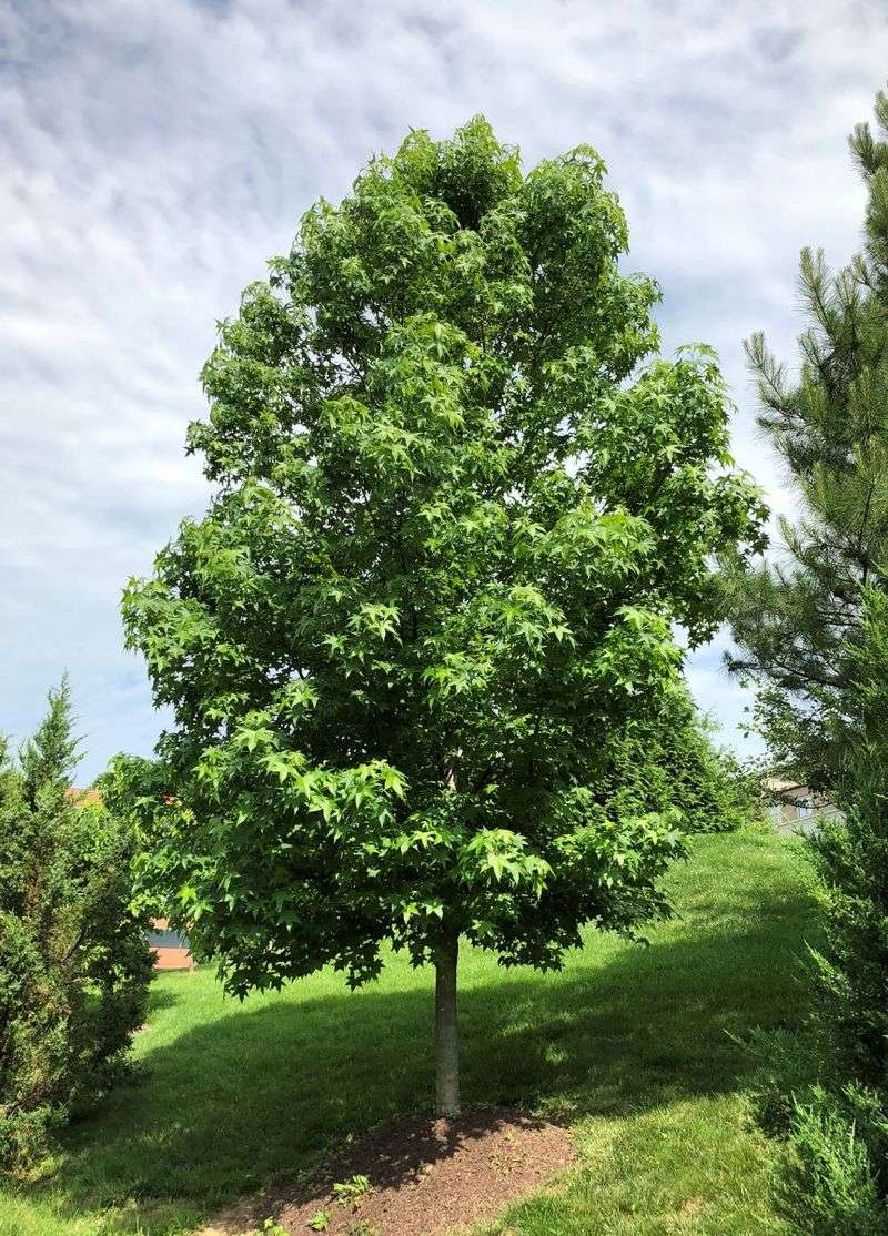 Sweetgum