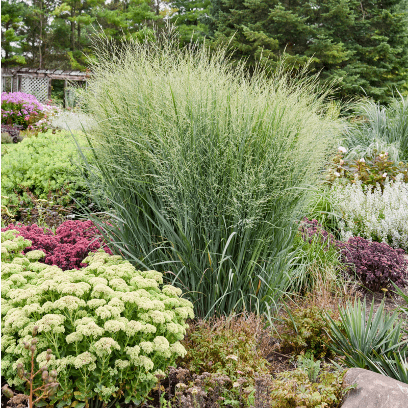 Switchgrass belongs in the landscape story—not the flea-repellent story