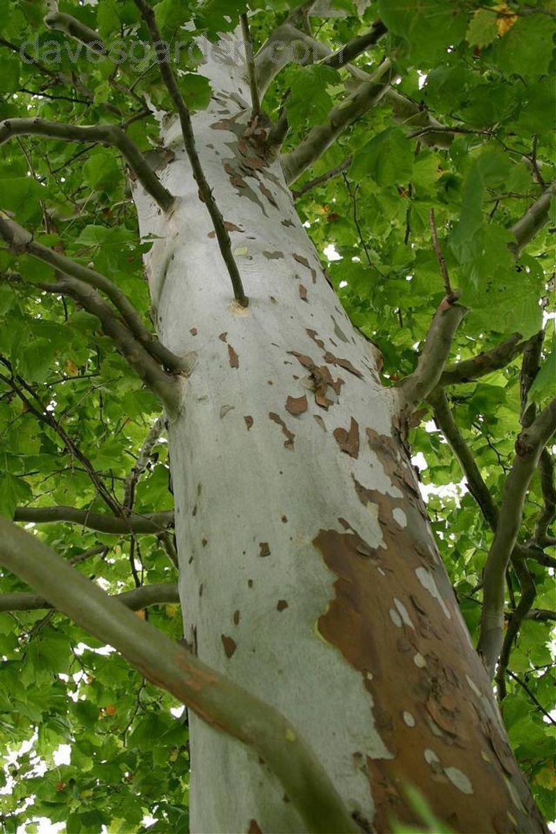 Sycamore (California and London Plane) Sycamore (California and London Plane)
