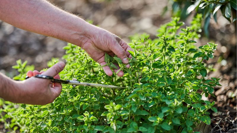 Take a moderate cut that protects the perennial Take a moderate cut that protects the perennial