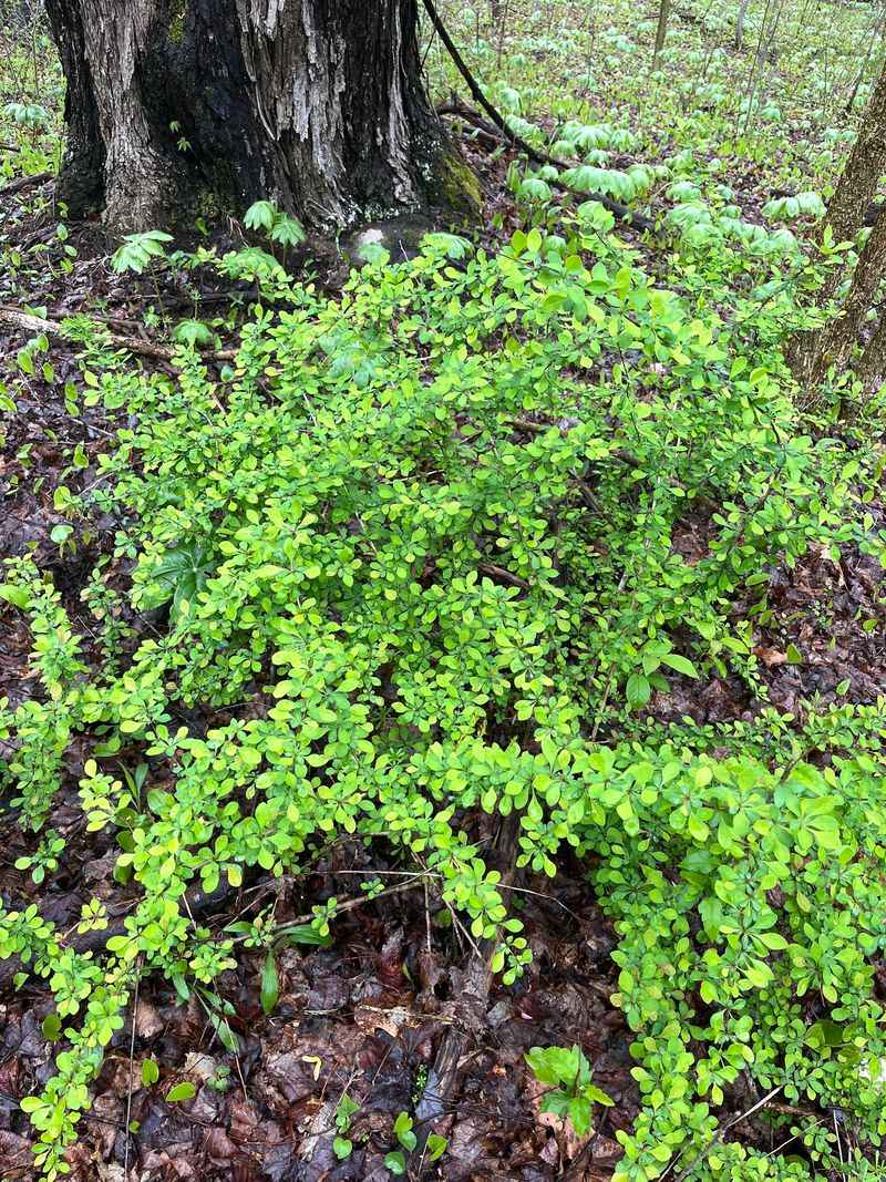 Take measured action rather than treating the shrub as a disease source