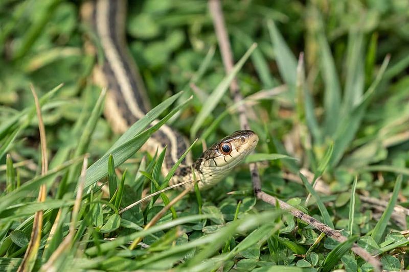 Tall Grass And Overgrown Lawn Edges