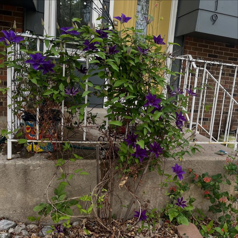 Tall growth is a clue, not a diagnosis Tall growth is a clue, not a diagnosis