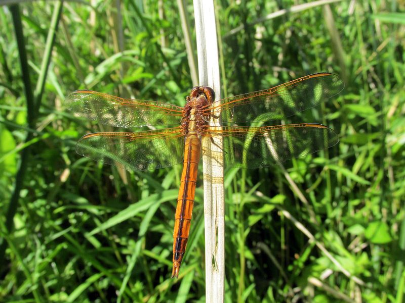 Tall stems can give passing dragonflies a place to perch