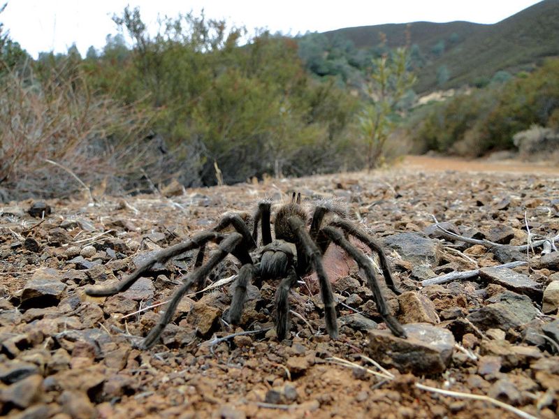 Tarantulas eat insects, but do not promise garden pest control Tarantulas eat insects, but do not promise garden pest control