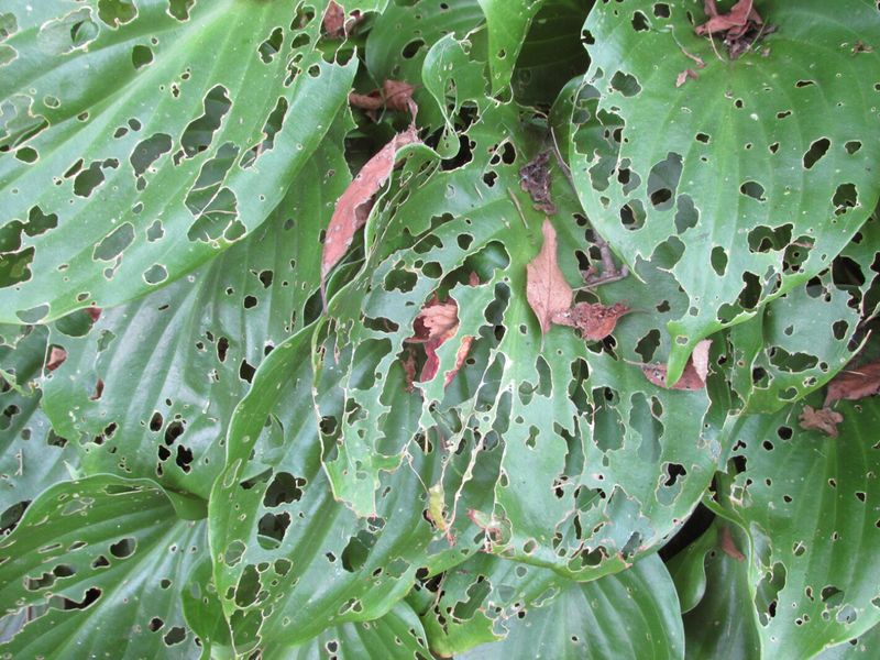 Targeted fall cleanup can reduce wet-leaf and slug problems