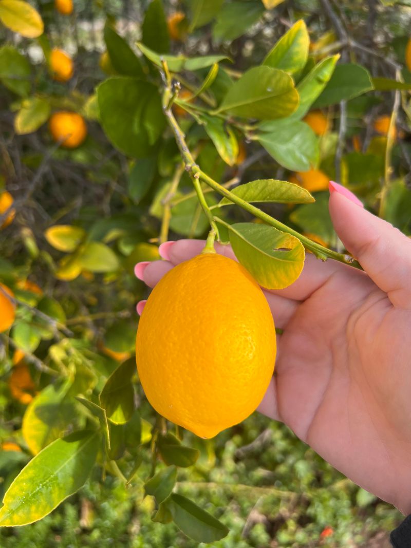 Taste one full-sized fruit before picking the crop