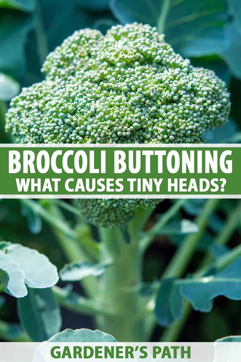 Tell bolting, buttoning, and overmaturity apart
