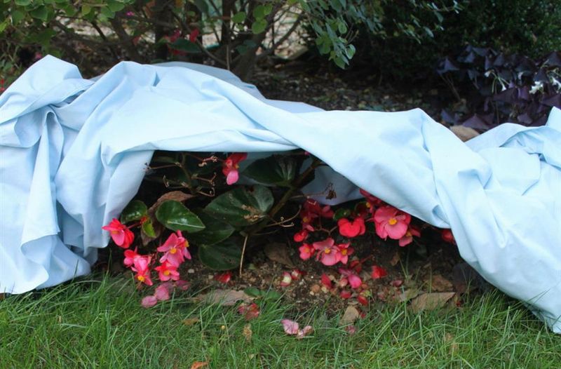 Tender and borderline-hardy perennials need protection matched to local conditions Tender and borderline-hardy perennials need protection matched to local conditions