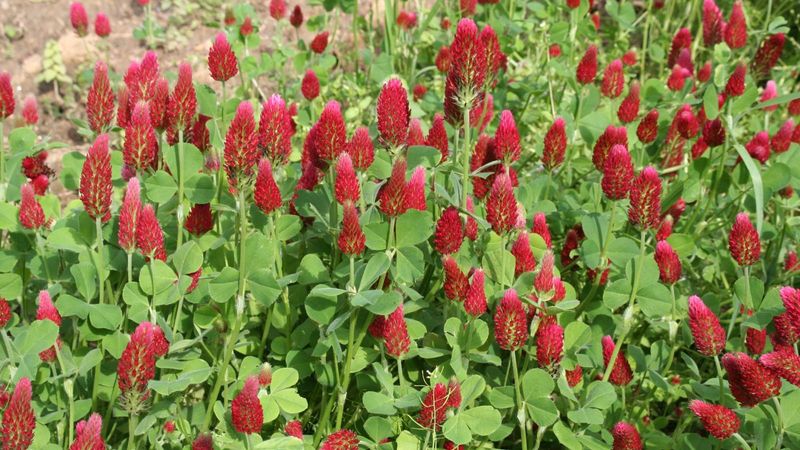 Terminate before spring planting takes priority Terminate before spring planting takes priority