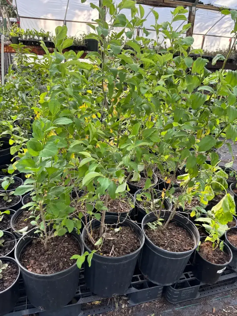 Test the planting site before you buy