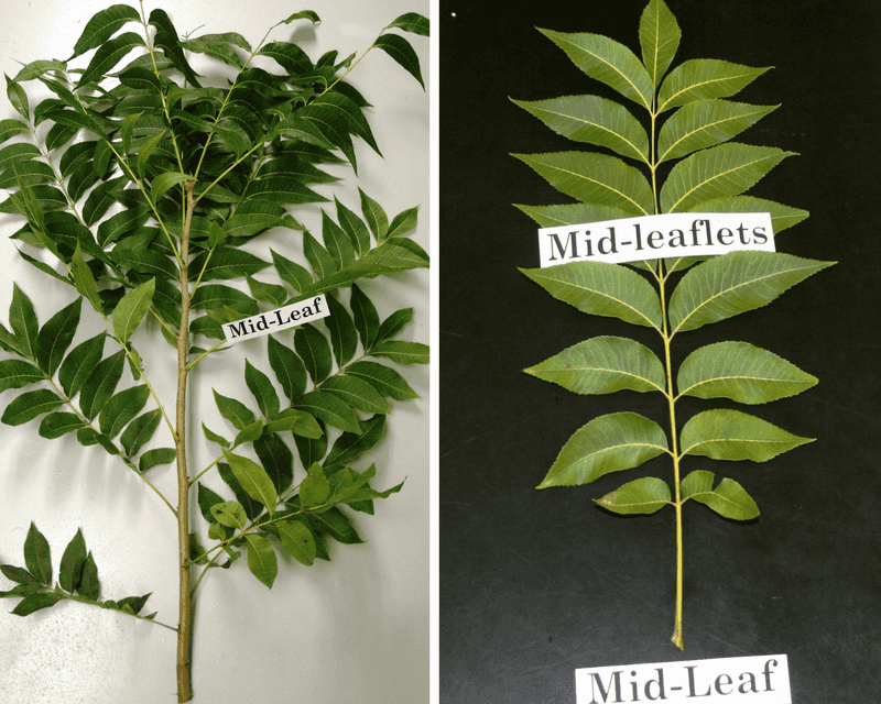 Testing can show whether the tree is absorbing enough zinc