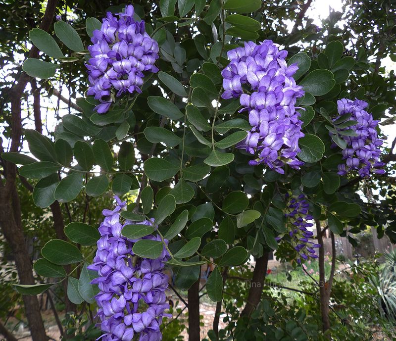 Texas Mountain Laurel