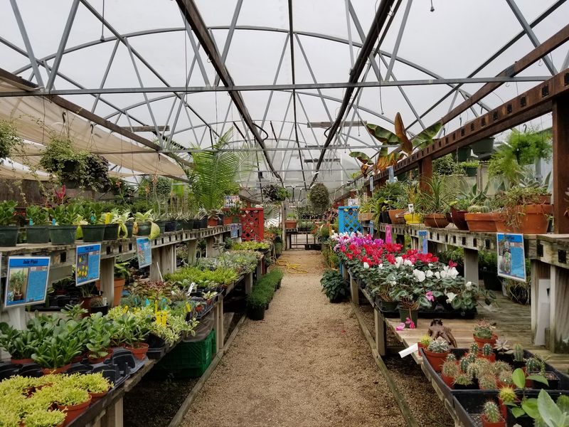 Texas Natives, Fruit Trees, and Edible Gardens