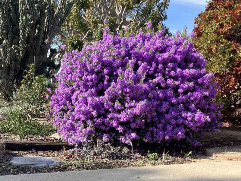 Texas Sage