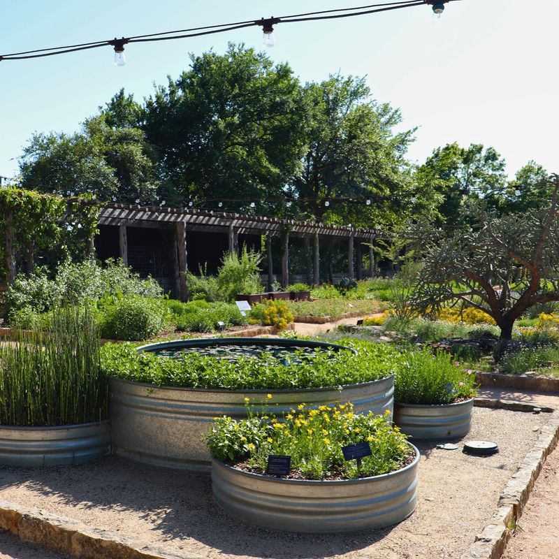 Texas Sage