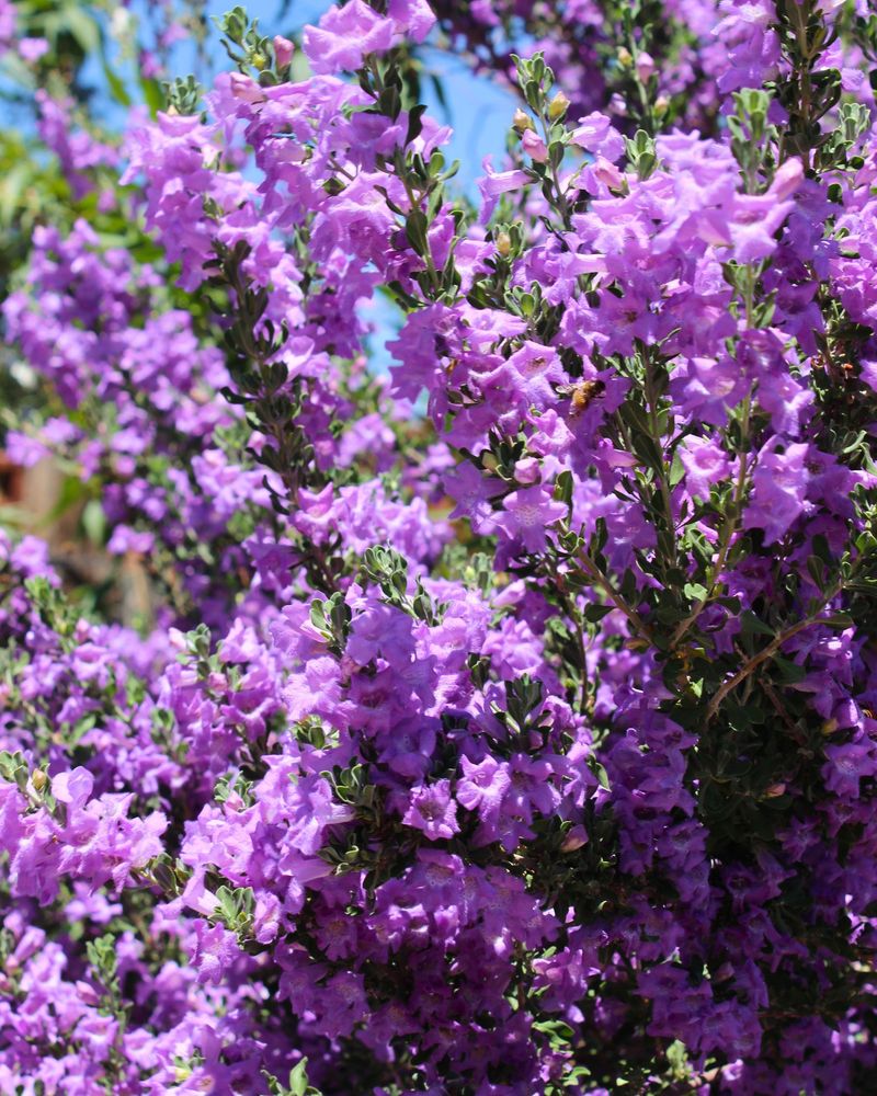 Texas Sage (Leucophyllum)