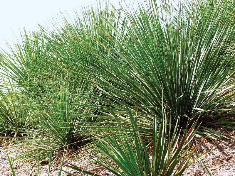 Texas Sotol Can Anchor a Porch Bed with Sculptural Form