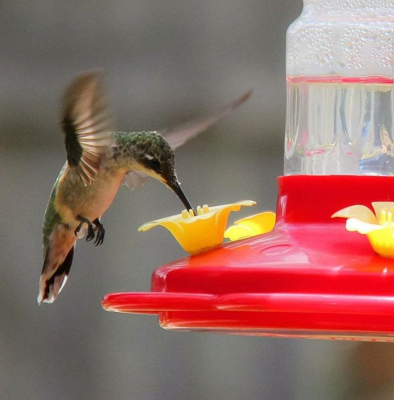 Texas heat changes feeder care