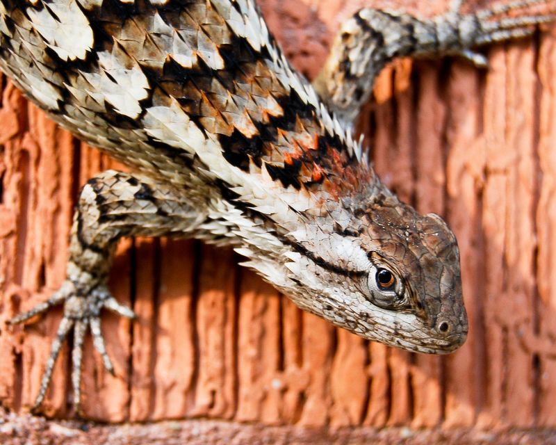 Texas spiny lizards are not a proven scorpion patrol Texas spiny lizards are not a proven scorpion patrol
