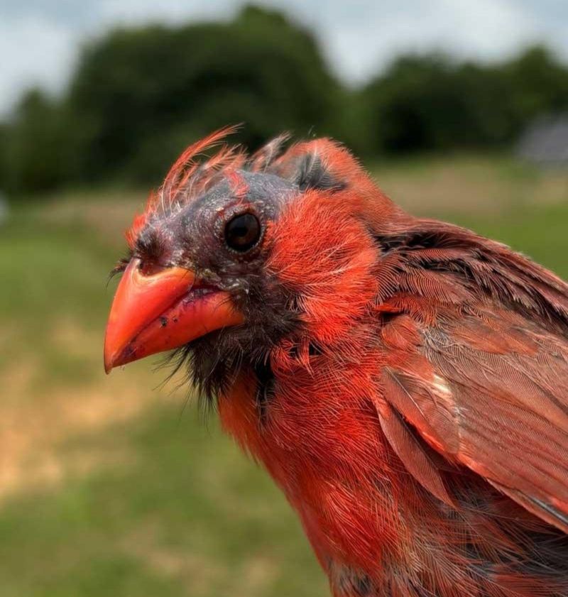 That bald-headed cardinal often appears during late-summer molt That bald-headed cardinal often appears during late-summer molt