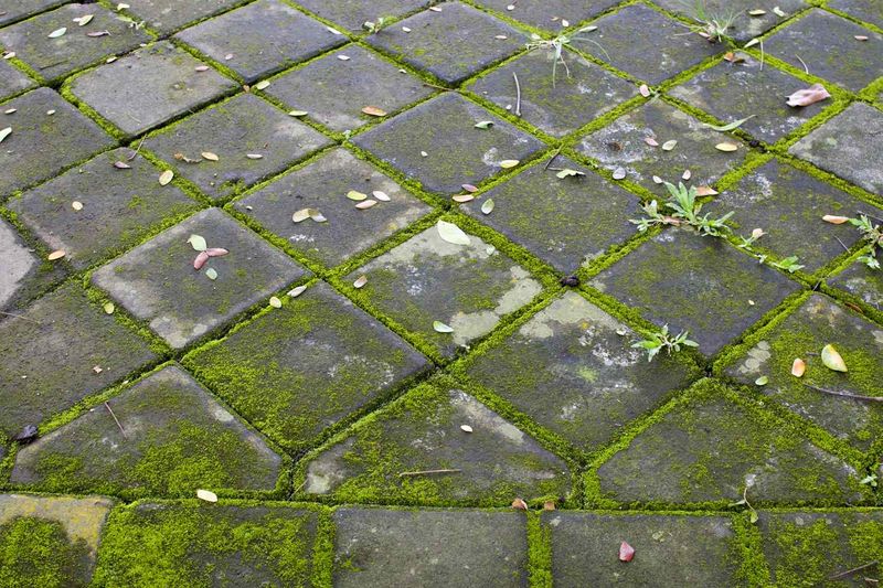 That green film may be moss, algae, or something similar