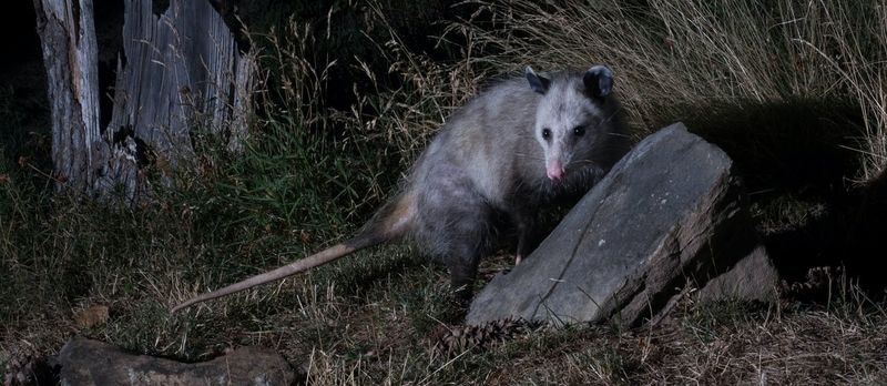 That nighttime visitor is usually a scavenger, not a garden invader That nighttime visitor is usually a scavenger, not a garden invader