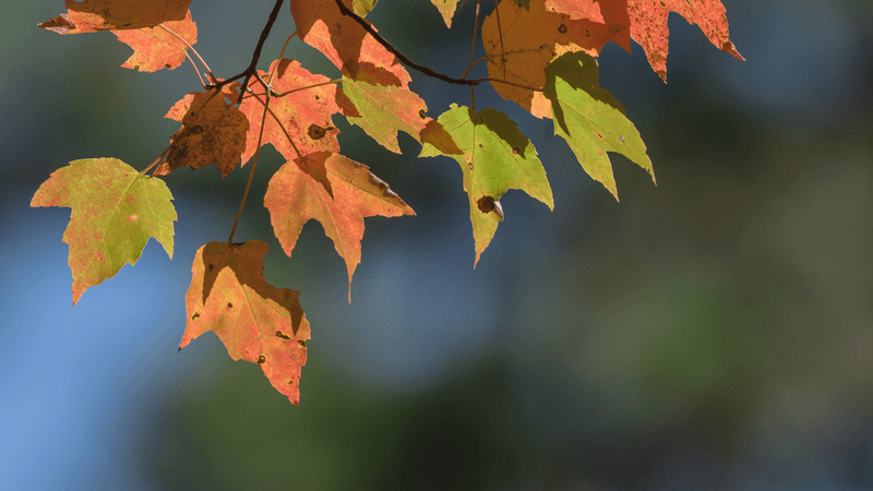 The 2026 outlook points to patchy fall color, not a statewide verdict